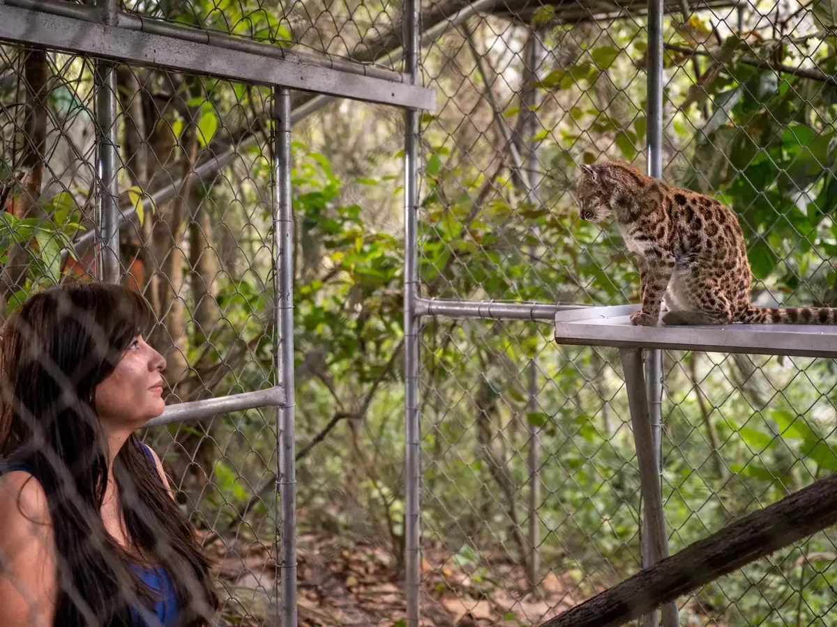 El descubrimiento del Leopardus tilcayo resalta la importancia de la cooperación en la ciencia.