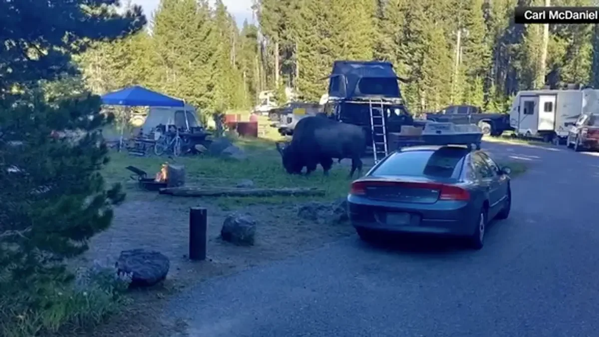 Un abuelo y su nieto se enfrentaron a un bisonte en el parque y resultaron heridos.
