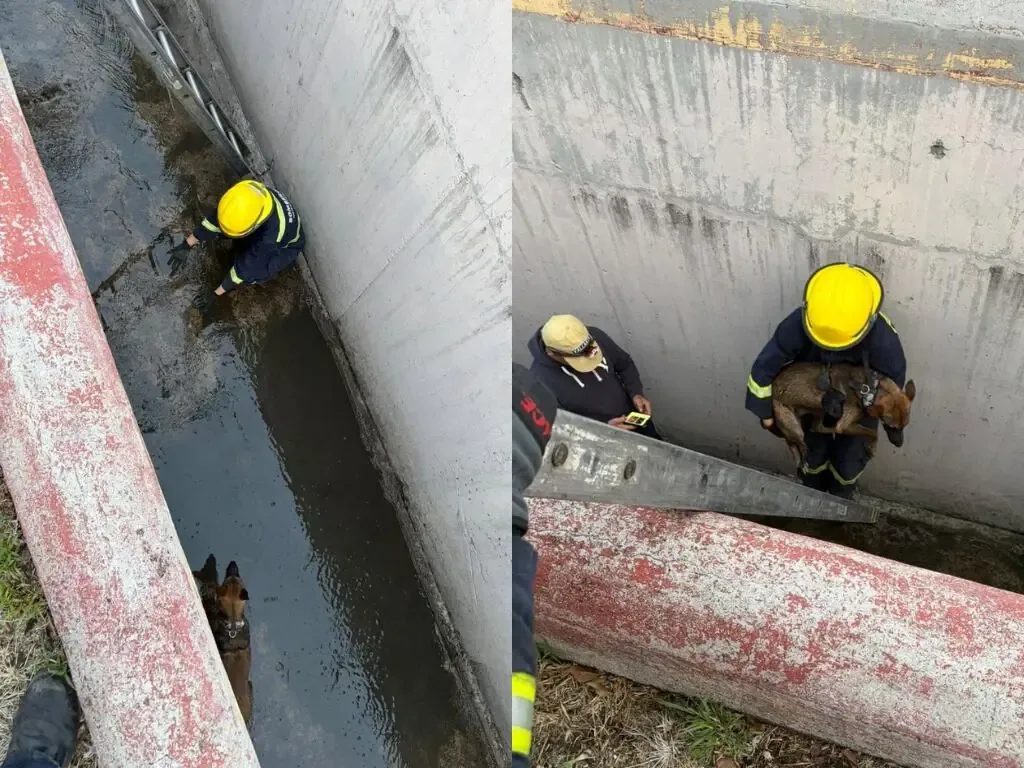 La rápida intervención de los rescatistas asegura el bienestar de un canino en la colonia Balaustradas.