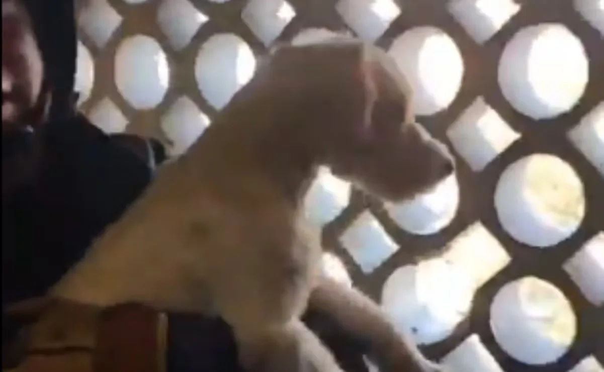 Bomberos liberando a un perrito atrapado en la zotehuela de un departamento.