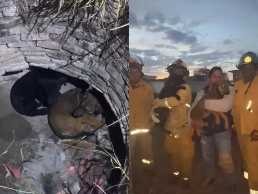 Bomberos voluntarios realizan el rescate de los perritos en Tequisquiapan.