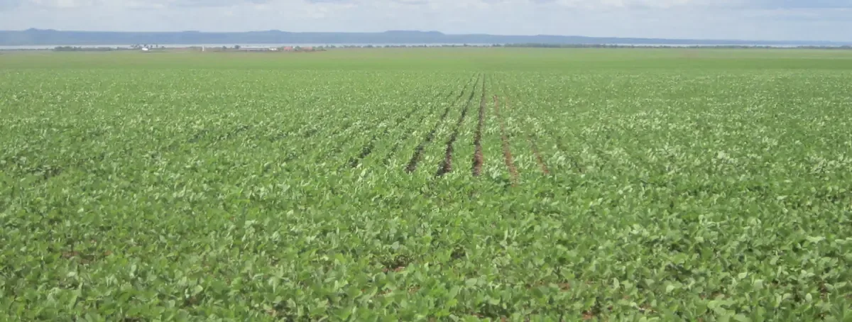 Brasil se destaca como un líder en producción agrícola, pero enfrenta vulnerabilidades significativas que amenazan su crecimiento.