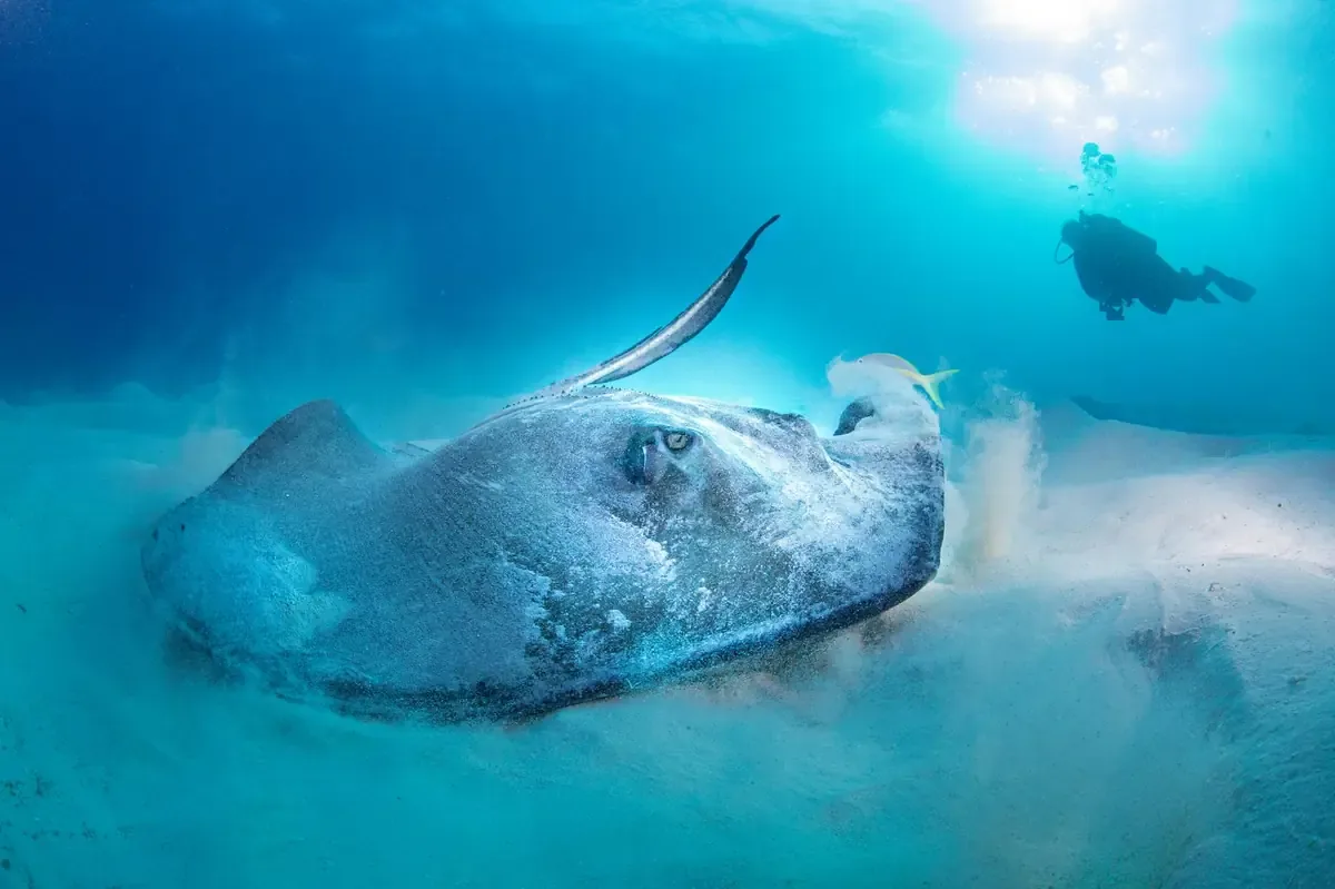 El fenómeno acústico revela nuevas perspectivas sobre la biología de las rayas.