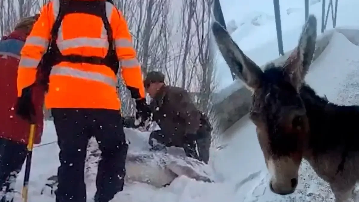 Equipos de emergencia logran salvar a un burro atrapado en la nieve gracias a la rápida intervención de los habitantes de la zona.