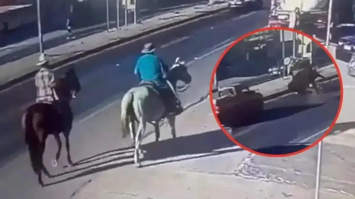 Un accidente en la carretera Tijuana-Tecate involucró a un caballo y dejó a dos personas heridas.