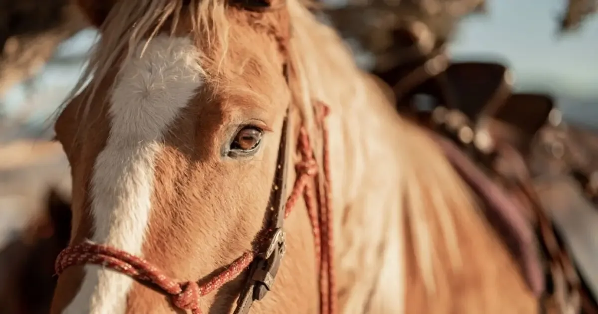 Caballos reaccionando a las emociones humanas durante un estudio etológico.