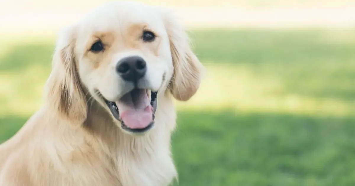 La rutina y el refuerzo positivo son claves para el aprendizaje canino.