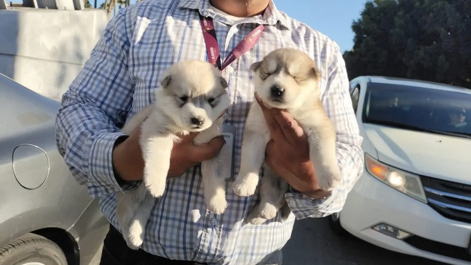 "Cachorros husky asegurados por autoridades en San Ysidro."