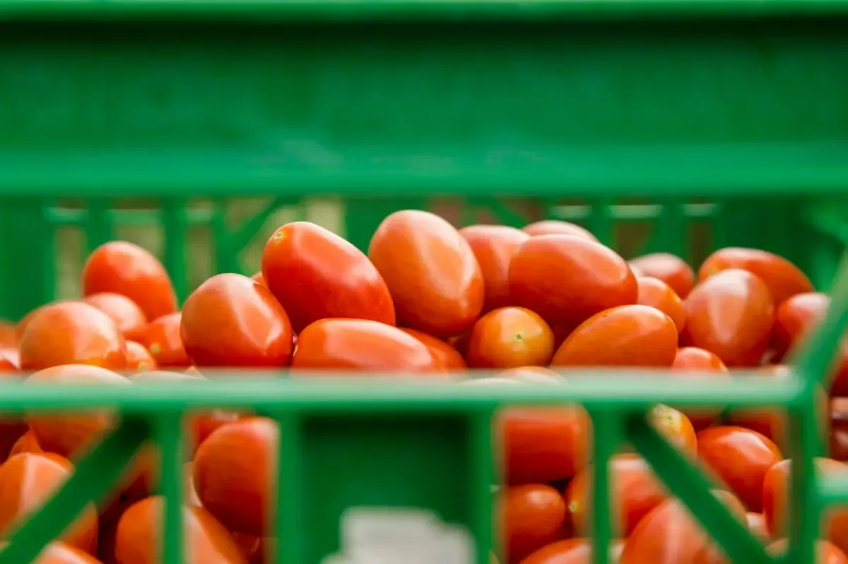 Factores como la oferta y acuerdos gubernamentales definirán el precio del jitomate en los próximos meses.