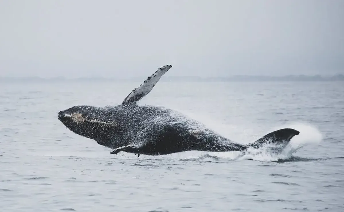 Cada invierno, las ballenas grises migran a las costas de México, ofreciendo una experiencia única para el ecoturismo.