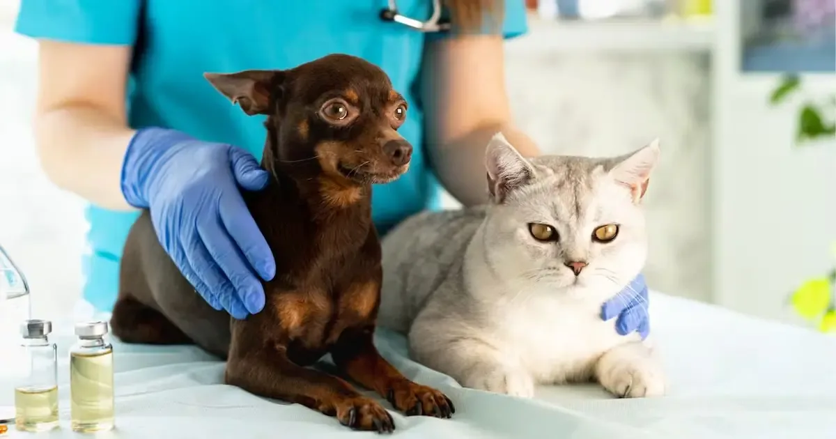 Se realizarán jornadas en diversas delegaciones para mejorar la salud de perros y gatos en Querétaro.