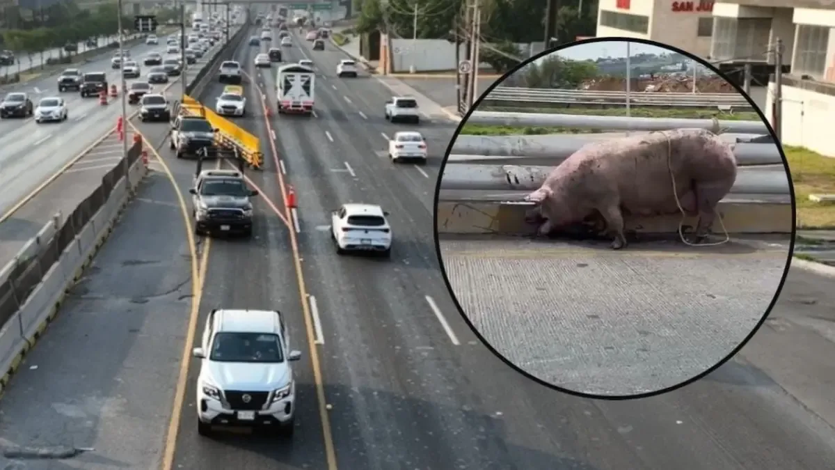 El accidente en el Nuevo Periférico causó caos vial y dejó porcinos heridos, lo que llevó a una intensa movilización de autoridades.