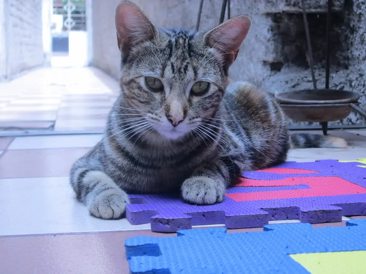 La jornada busca fomentar la salud animal y la tenencia responsable en la comunidad.