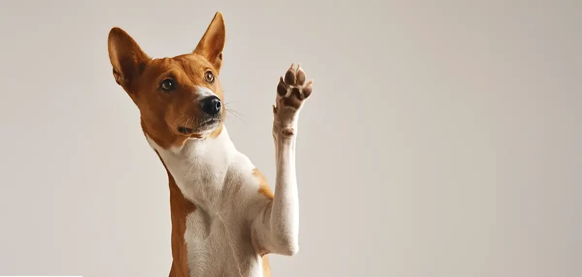 Campaña municipal busca fomentar la tenencia responsable y prevenir la sobrepoblación animal.