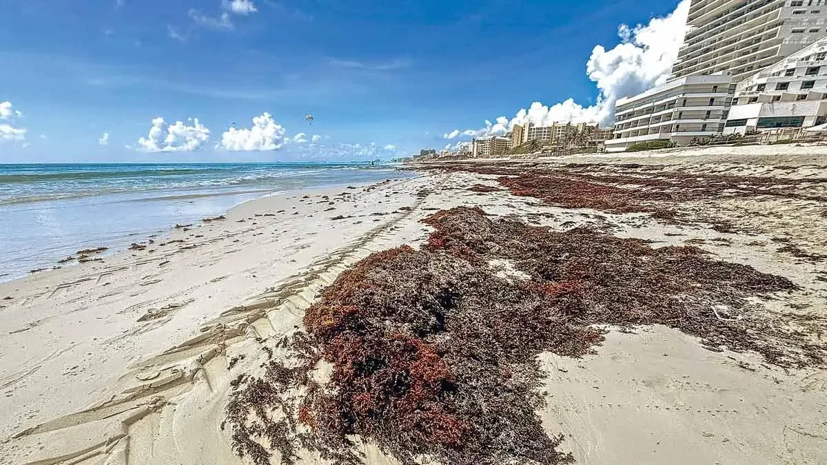 La recolección diaria de sargazo busca minimizar el impacto en turistas y playas en Cancún.