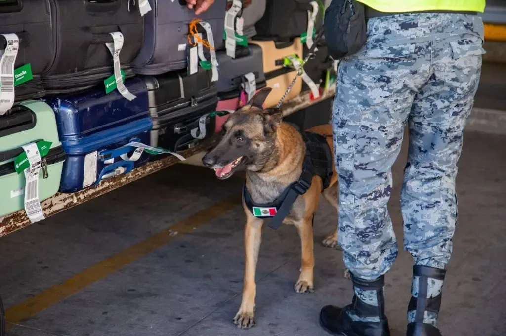 Canes de la Guardia Nacional realizando labores de seguridad en el Aeropuerto del Bajío.