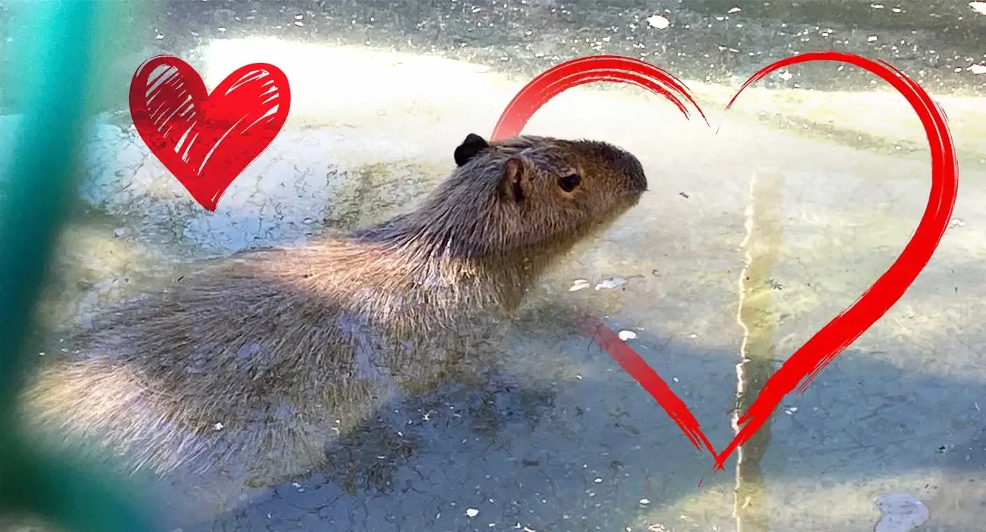 "Capibara en el Centro Ecológico de Sonora, en búsqueda de pareja."