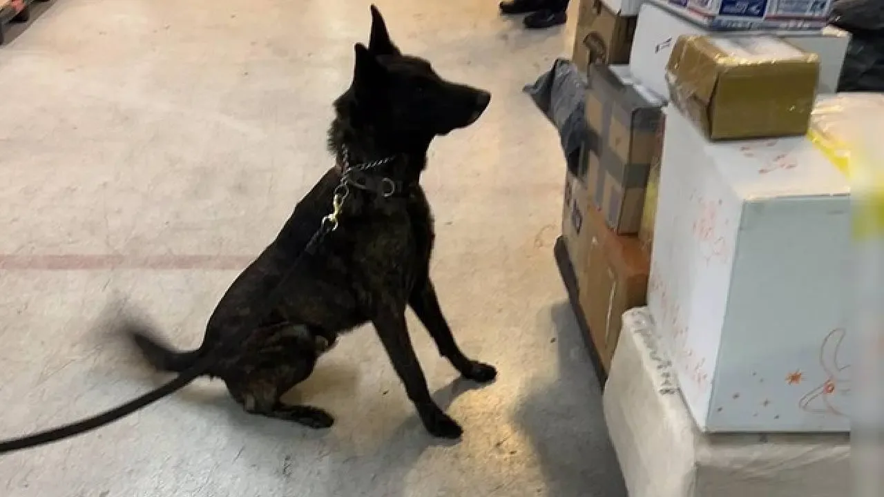Captura de un paquete con un kilo de fentanilo en el AICM.