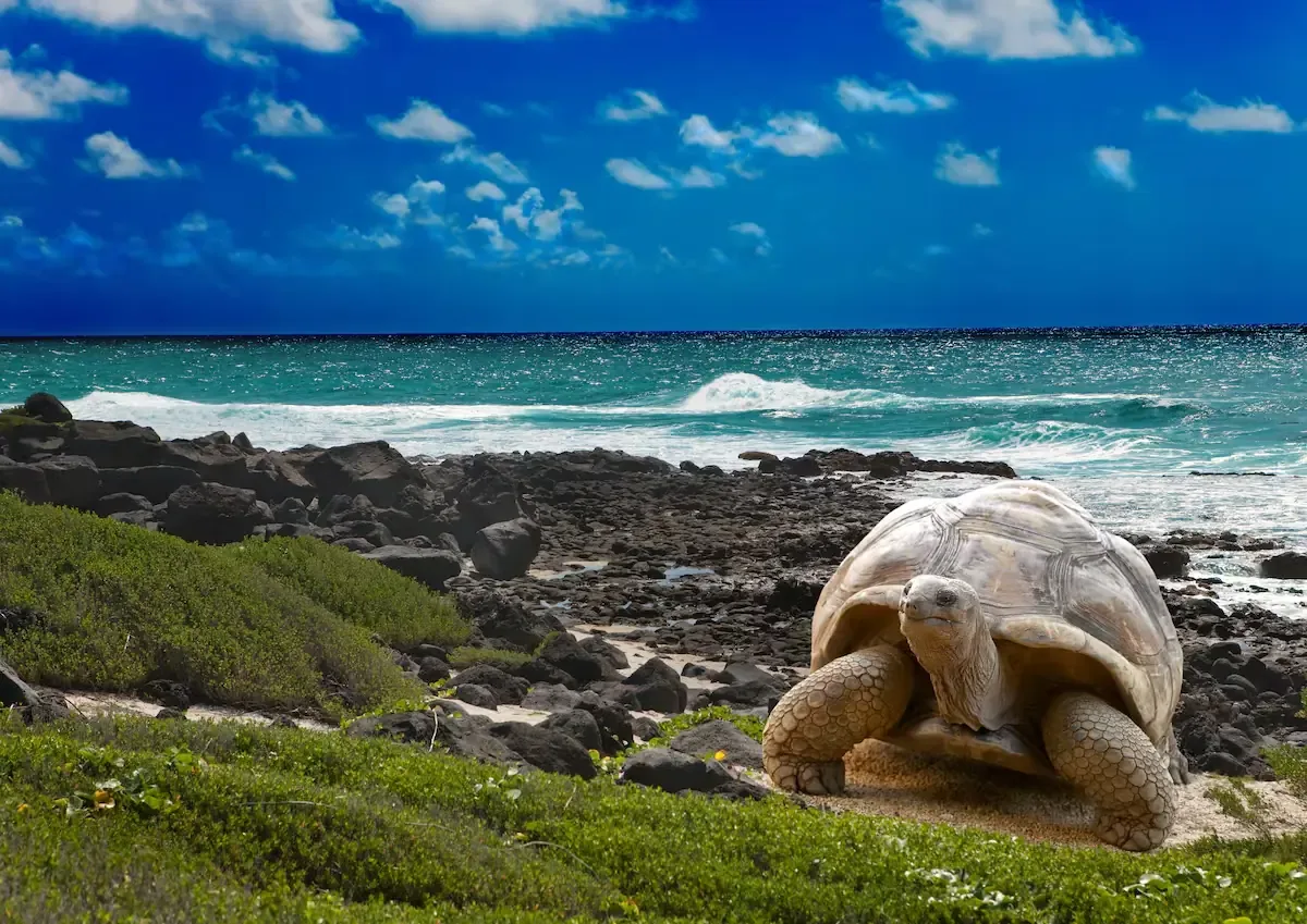 Las islas ecuatorianas sufren el asedio del tráfico de especies únicas, con un mercado internacional en auge.