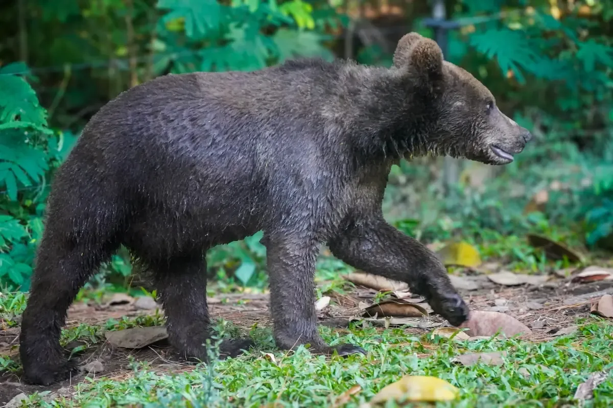 Un oso juvenil fue rescatado en Cuautla, gracias a la pronta alarma de los habitantes, evitando riesgos en la comunidad.