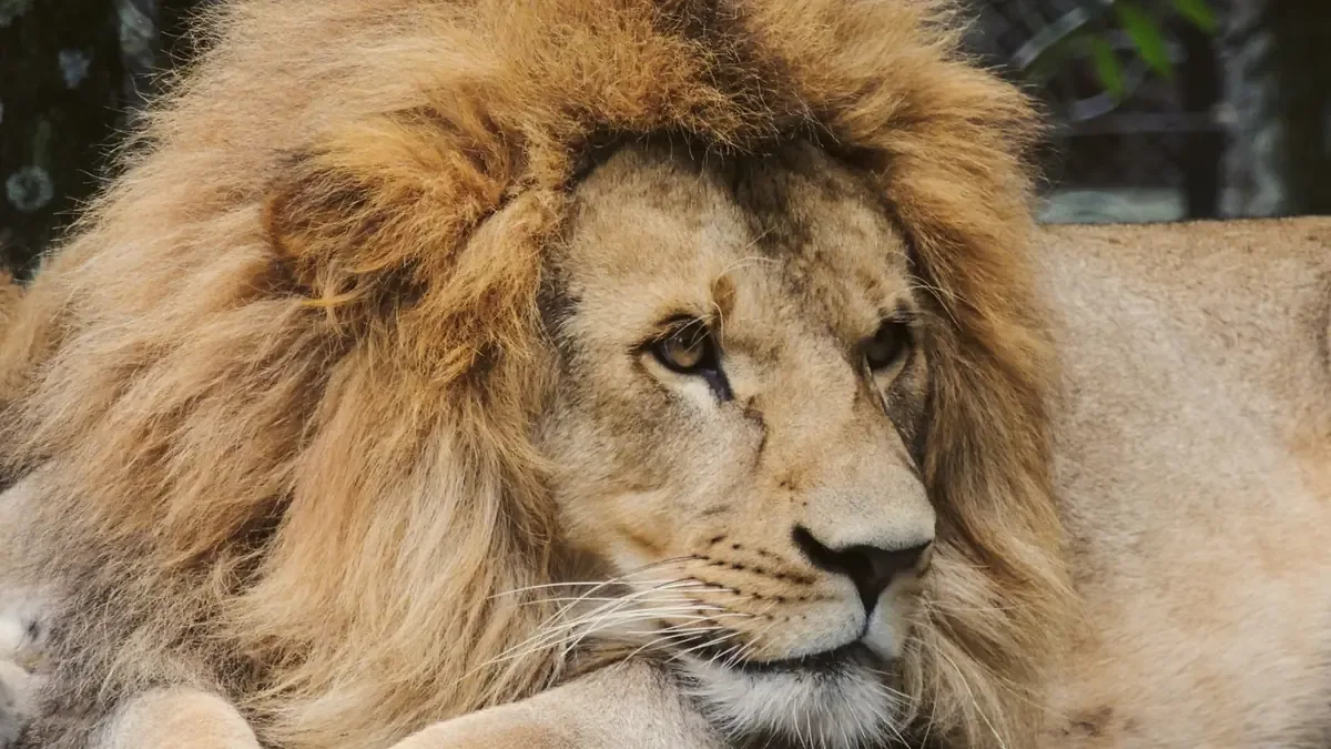 Un león africano fue encontrado y rescatado en Matamoros, donde se evaluará su estado de salud.