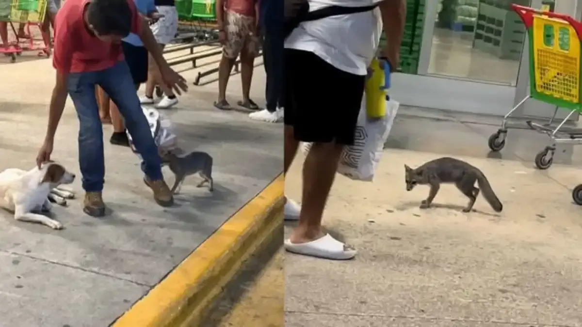 La captura del animal se debió a su contacto con una menor que fue vacunada de forma preventiva.