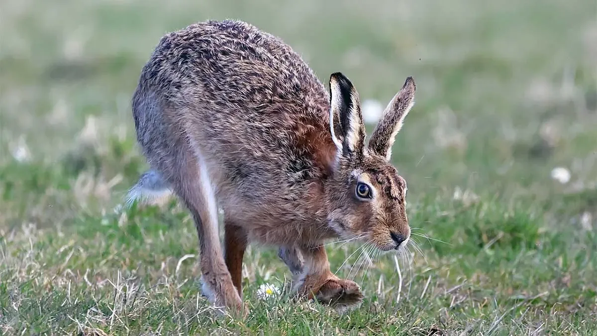 La caza de liebre con sabuesos italianos es un espectáculo sonoro y visual que destaca por su técnica y tradición.