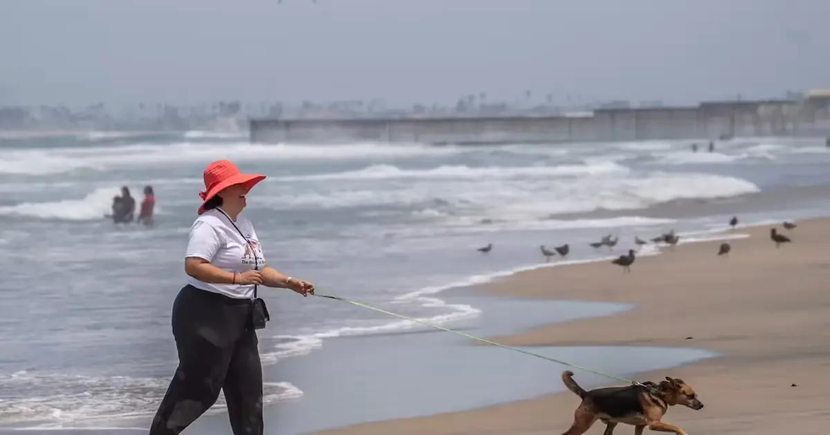 Actividades del Día Internacional del Perro refuerzan la tenencia responsable y la salud emocional de las mascotas.