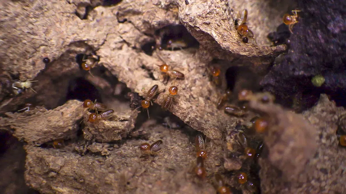 La controversia se genera por la inclusión de insectos no aprobados en la gastronomía.