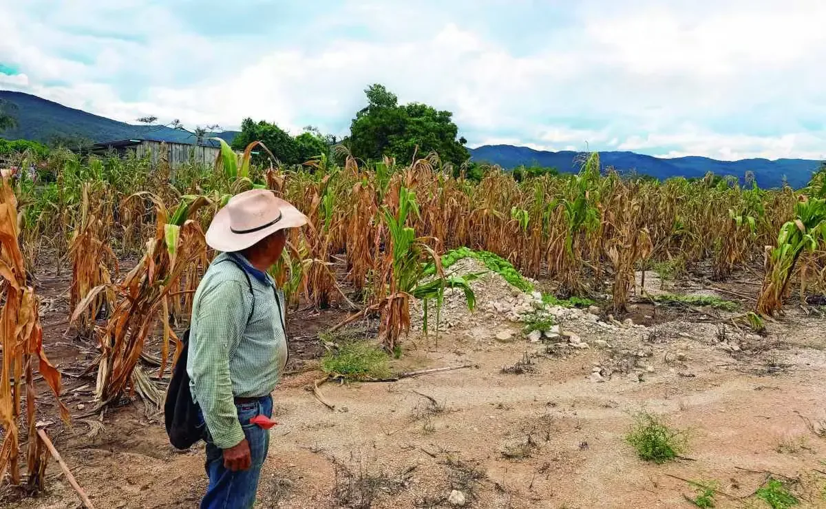 La prolongada sequía en Chiapas ha devastado gran parte de los cultivos, afectando la economía local y los precios de los alimentos.