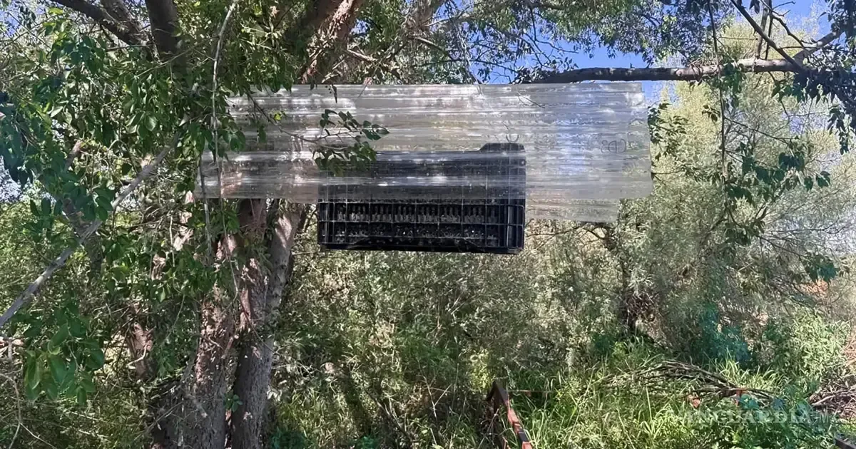 La medida busca erradicar una plaga que afecta a la ganadería local.