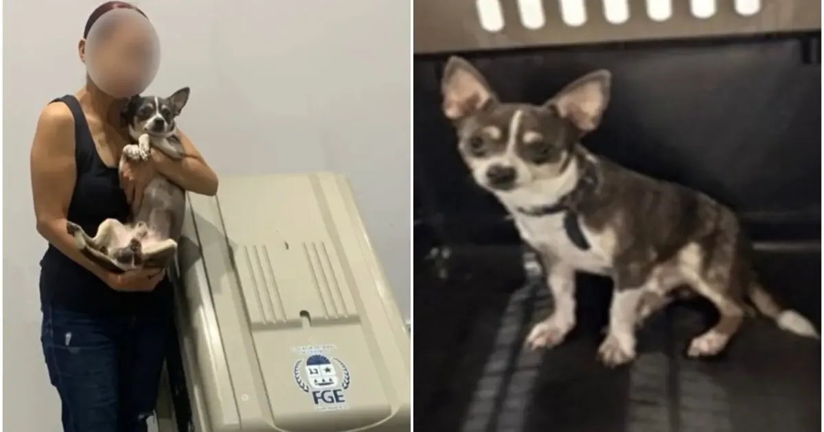 La historia de "Panamá", un perrito chihuahua recuperado, resalta la importancia de la denuncia contra el maltrato animal.