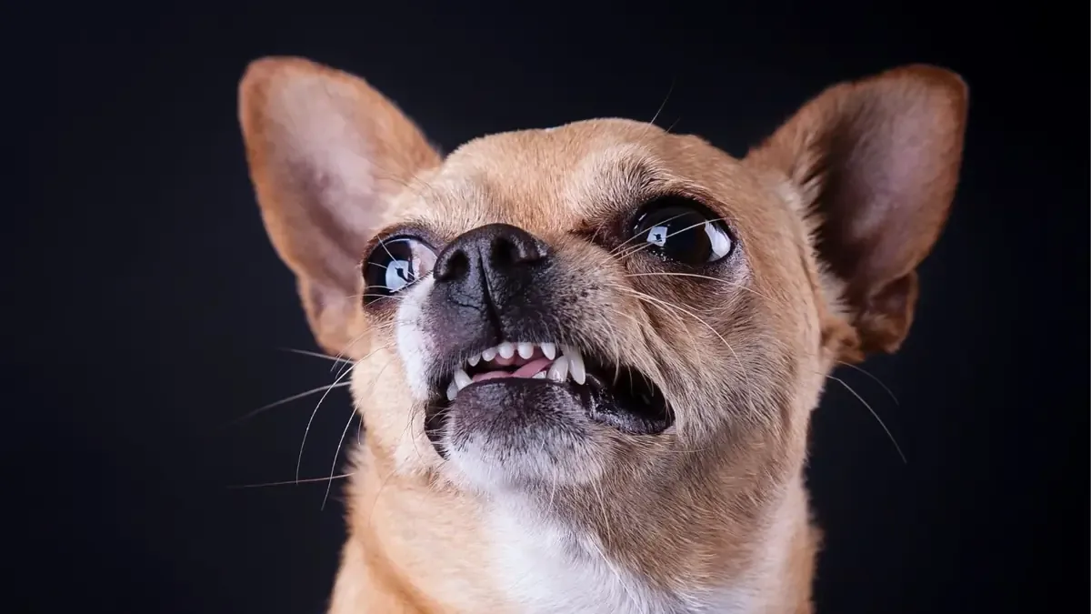 Un reciente estudio señala que el ADN de coyote en chihuahuas explica su comportamiento territorial.