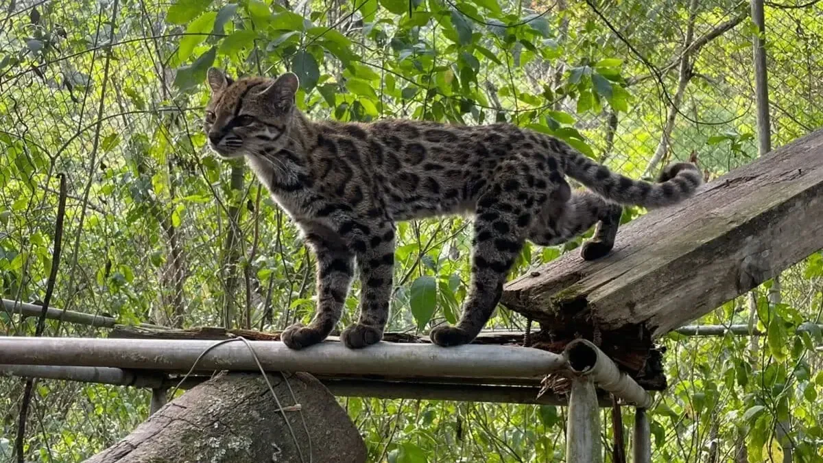 El felino enfrenta amenazas en un ecosistema montañoso peligroso y frágil.