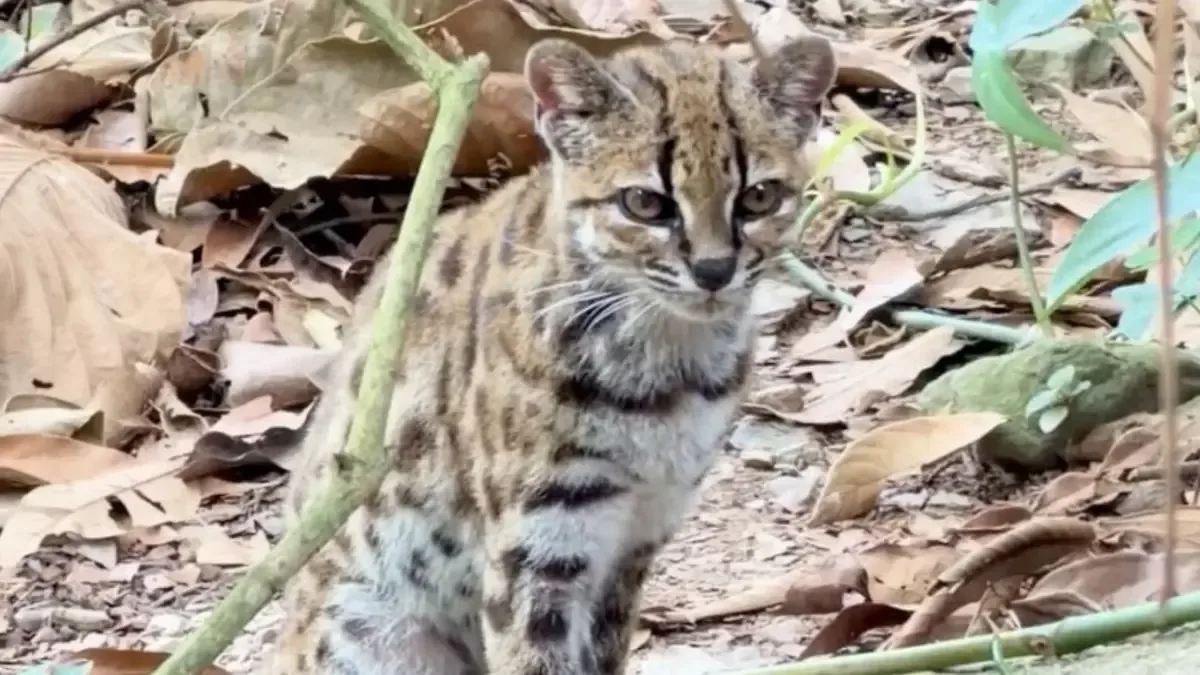 El hallazgo redefine la clasificación de felinos en Sudamérica y honra el conocimiento local.