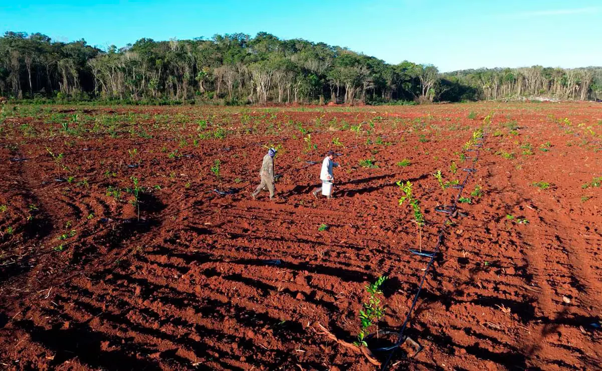 Citrus Patrimonial anuncia su inversión de 2,200 millones para el agro en Yucatán.
