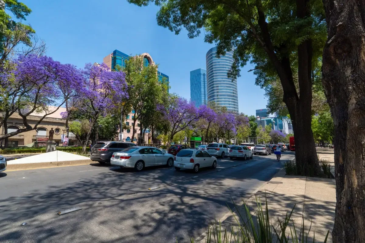 La ciudad protege ejemplares históricos y ecológicos en seis alcaldías para preservar su legado cultural.