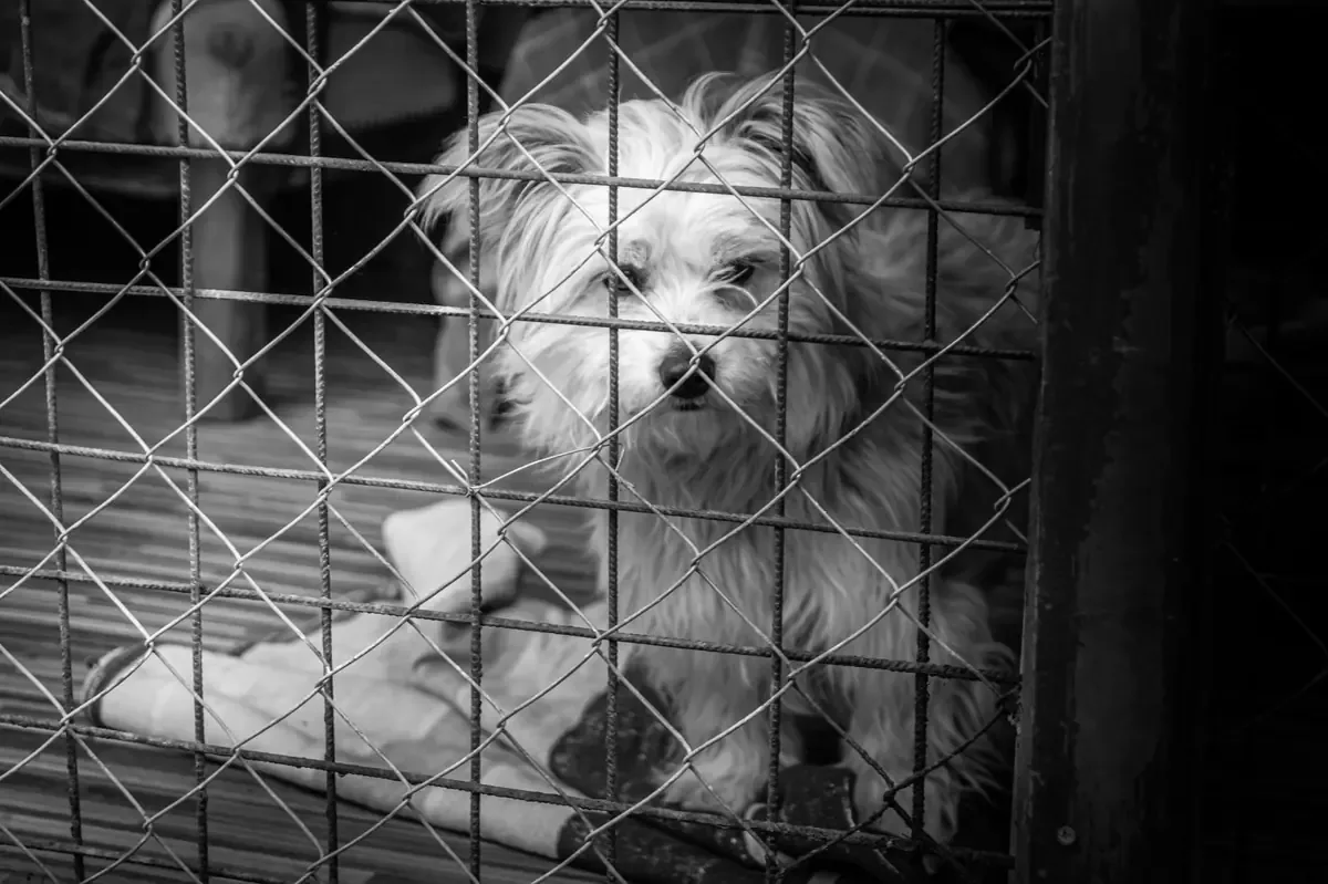 El caso de un perro Chow Chow muestra el esfuerzo por proteger a los animales en Ciudad Juárez.