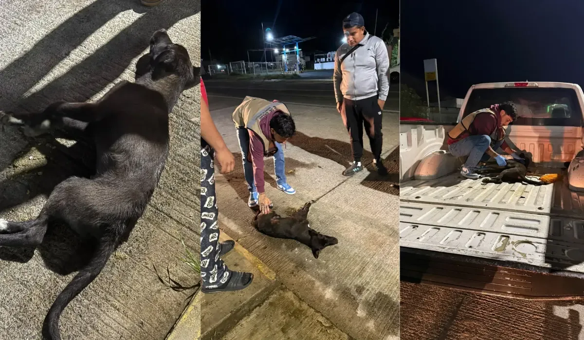 La intervención de los ciudadanos evitó que el animal sufriera más daños.