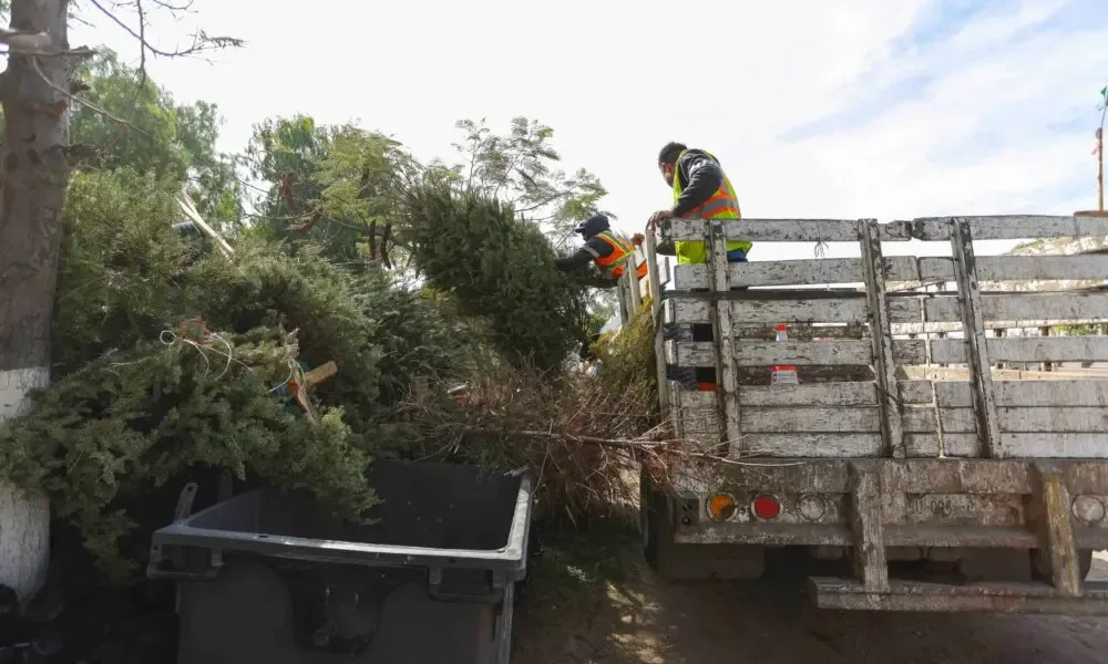 Ciudadanos participan en la recolección de árboles navideños en Corregidora.