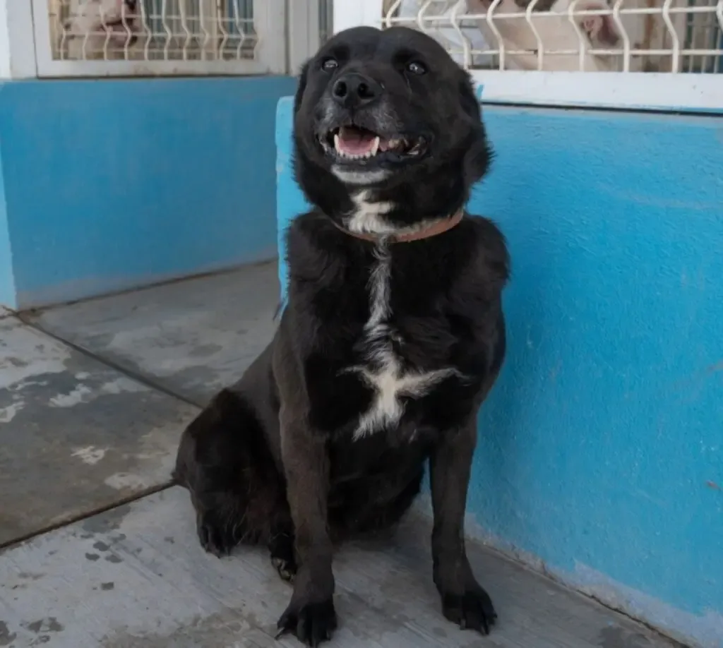 Clases de adiestramiento canino comienzan el 30 de enero en El Marqués.