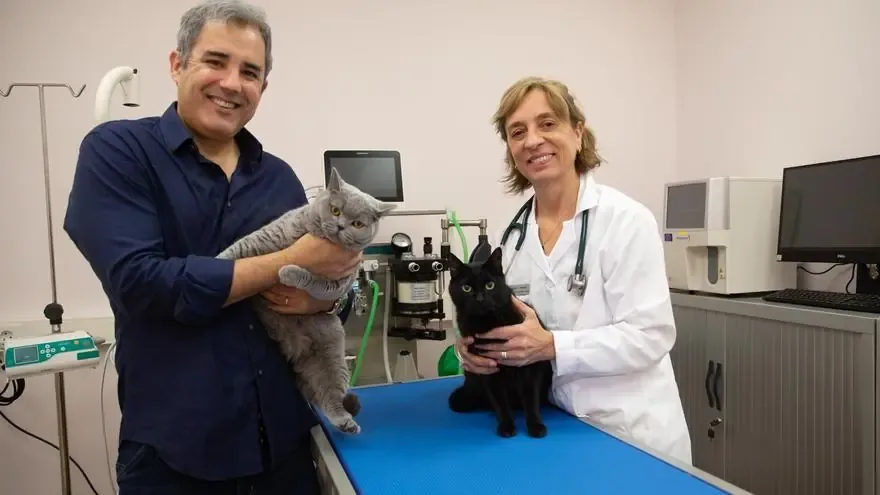 La primera clínica veterinaria dedicada exclusivamente a gatos promete revolucionar la atención felina en la región.
