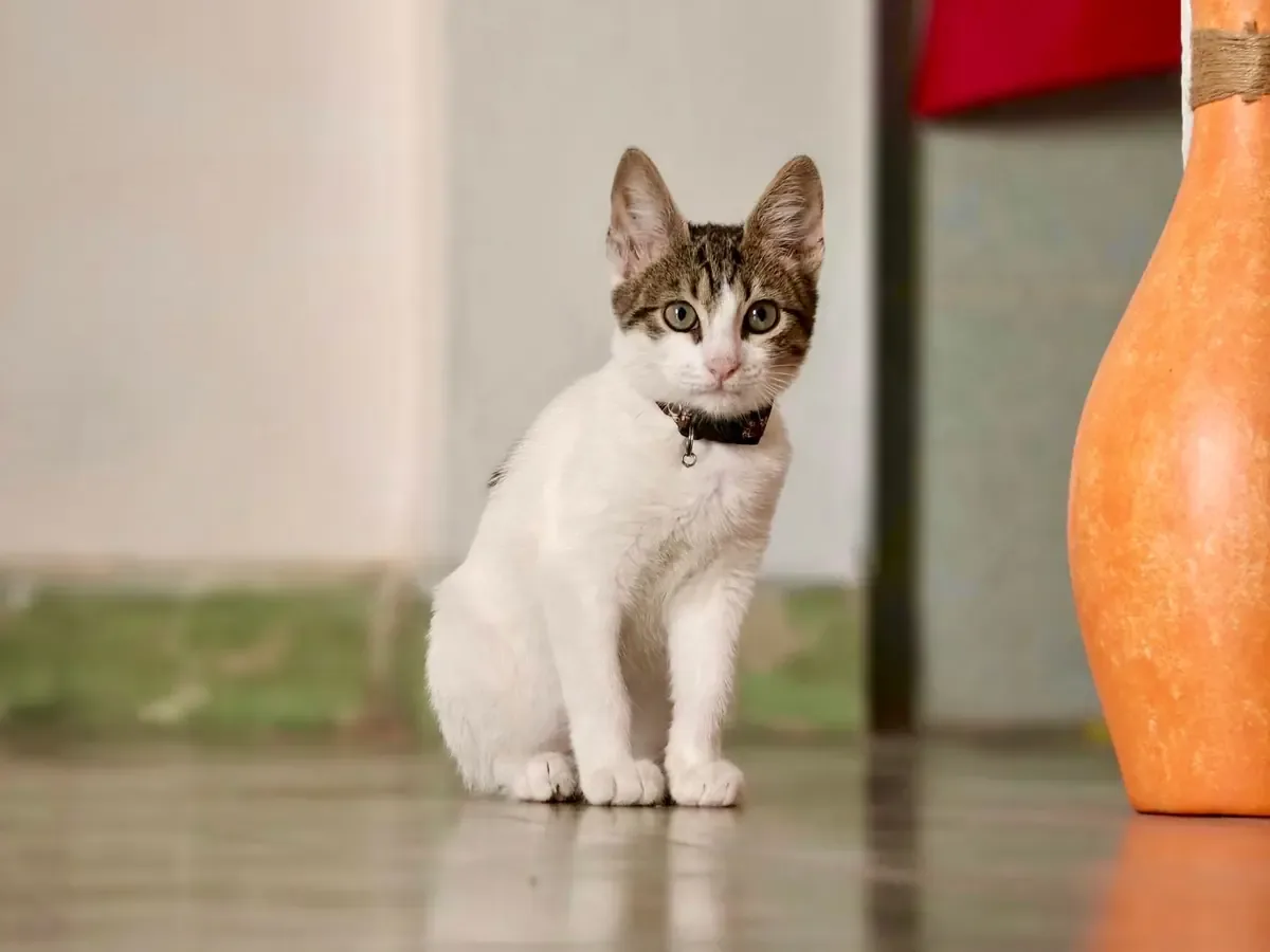 La decisión de clonar a una mascota puede no cumplir con las expectativas de su dueño.