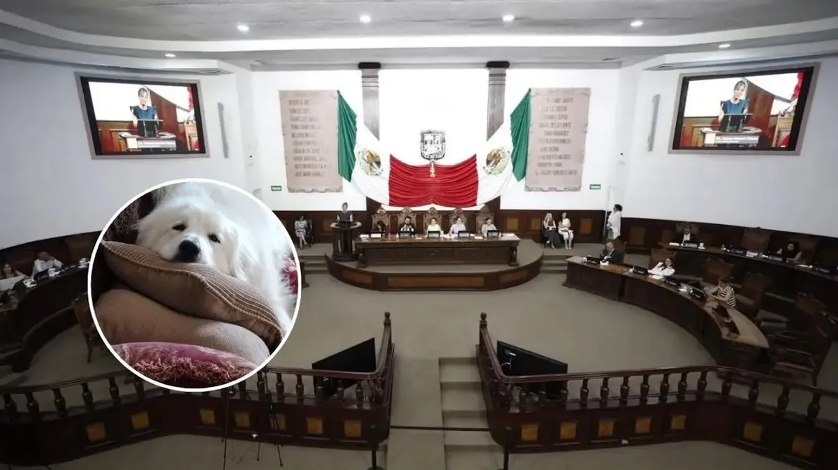 La nueva legislación busca reforzar la protección del bienestar animal en respuesta a la creciente demanda social.