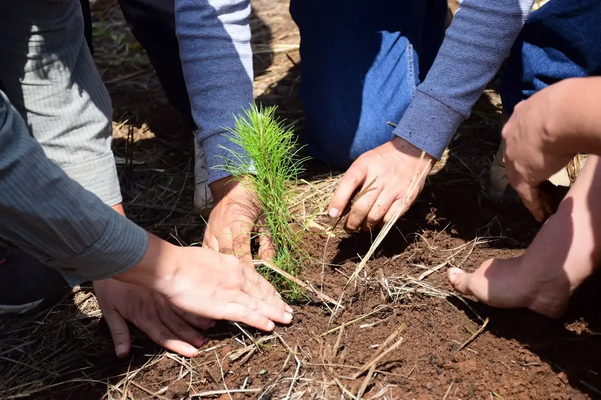 La Comisión Forestal del Estado promueve la reforestación urbana mediante entrega de plantas sin costo.