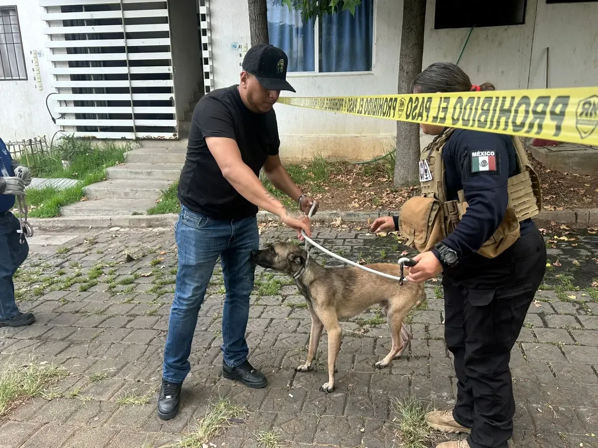 Las instituciones trabajan juntas para resguardar a perros en situación vulnerable en la ciudad.