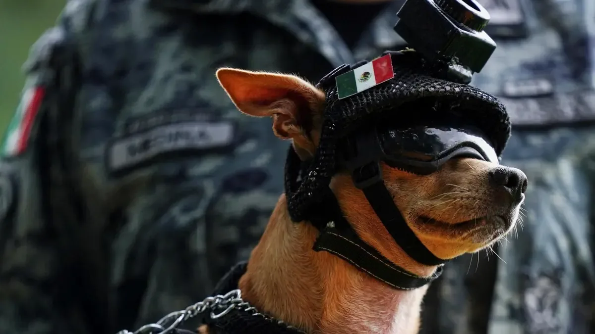 Comando, un perro chihuahua, rompe estereotipos y se une a la Guardia Nacional para acercar la policía a la ciudadanía.