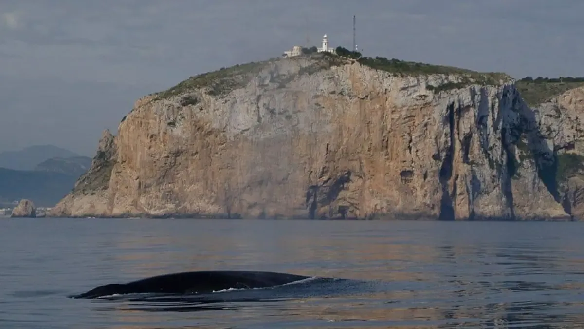 Este verano, Dénia se convierte en un punto clave para observar ballenas, con 62 avistamientos registrados.