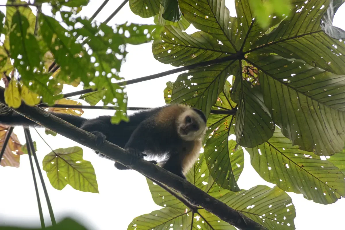 Comunidades kichwa y a’i cofán se unen para proteger el Yasuní y el Chocó.