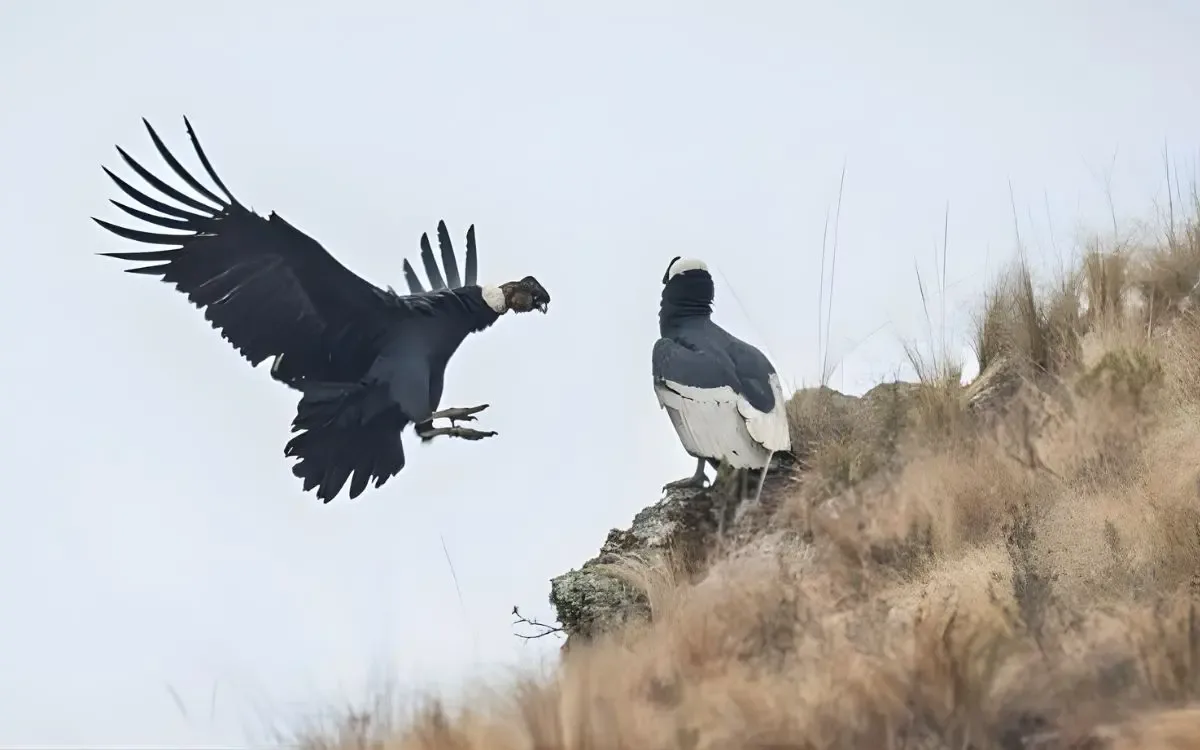 Comunidades locales celebran la declaración del Cañón de Pilaya como reserva natural.